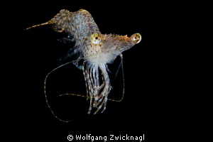 Also the night dives in Chuuk bear some nice surprises by Wolfgang Zwicknagl 